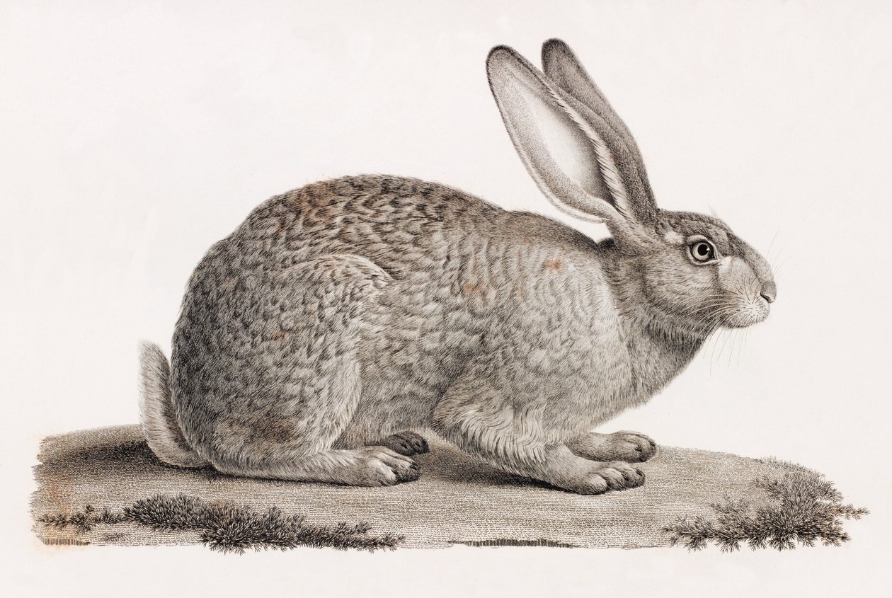 Hare från Egypten av Unbekannt