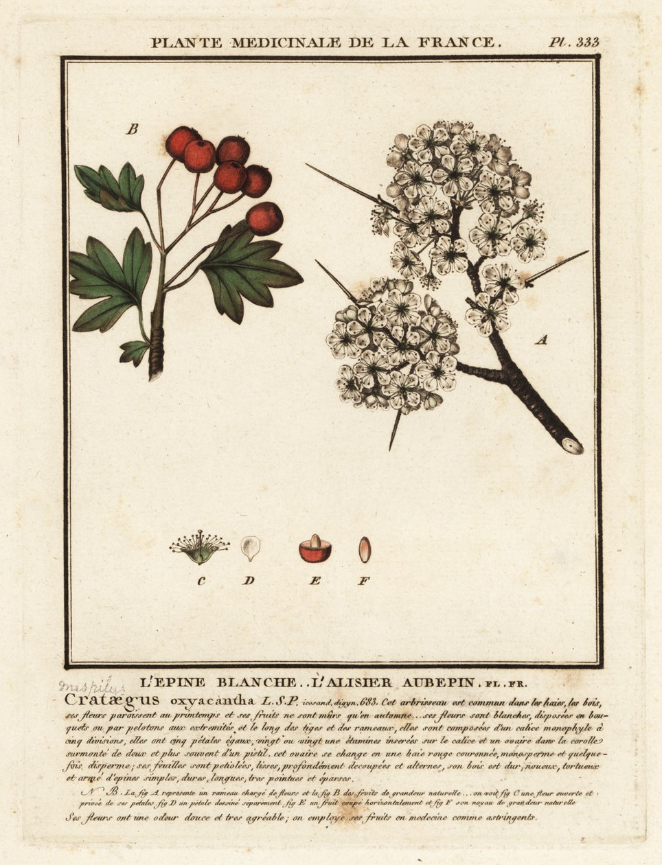 Hagtorn, Crataegus rhipidophylla av Unbekannter Künstler
