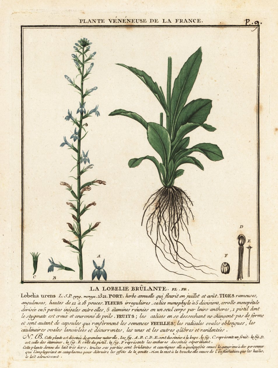 Heath lobelia, Lobelia urens. av Unbekannter Künstler