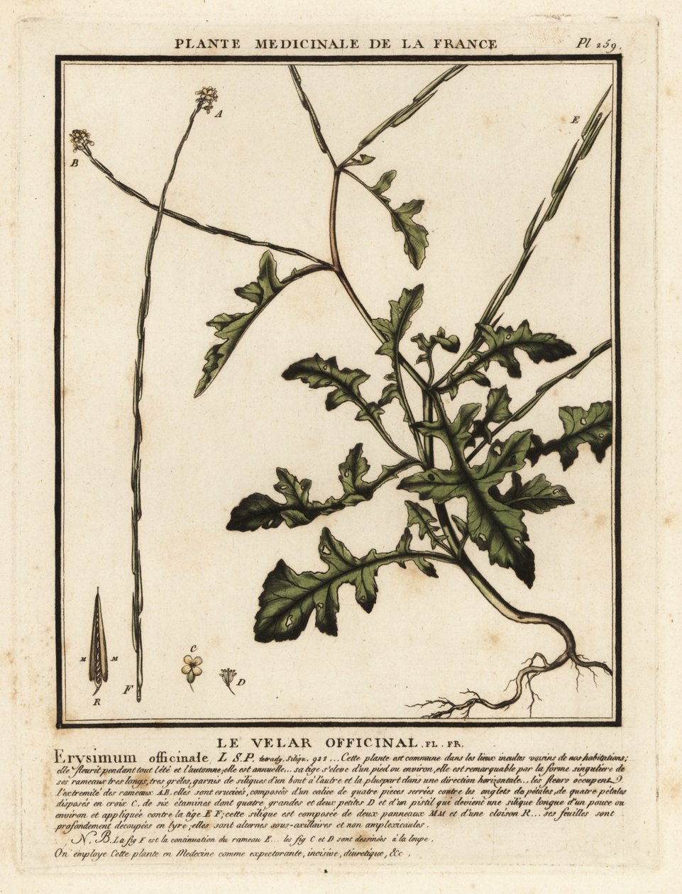 Häcksenap, Sisymbrium officinale. av Unbekannter Künstler