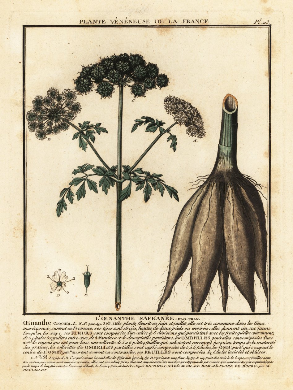 Hemlock vatten-droppört, Oenanthe crocata. av Unbekannter Künstler