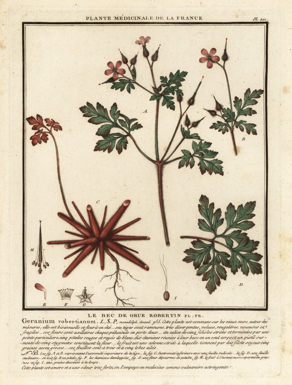 Ört-Robert, Geranium robertianum. av Unbekannter Künstler