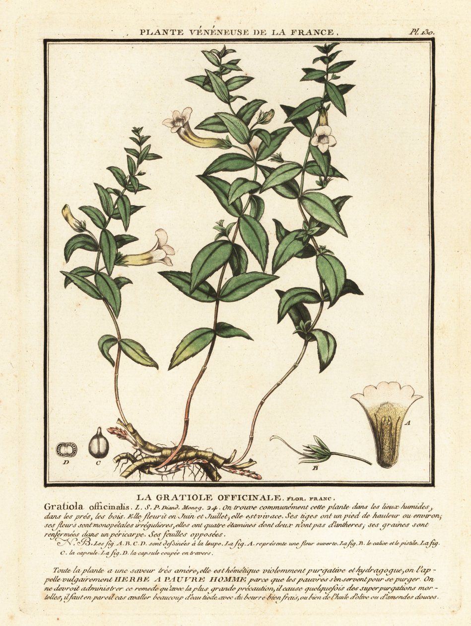 Nådens ört, Gratiola officinalis. av Unbekannter Künstler