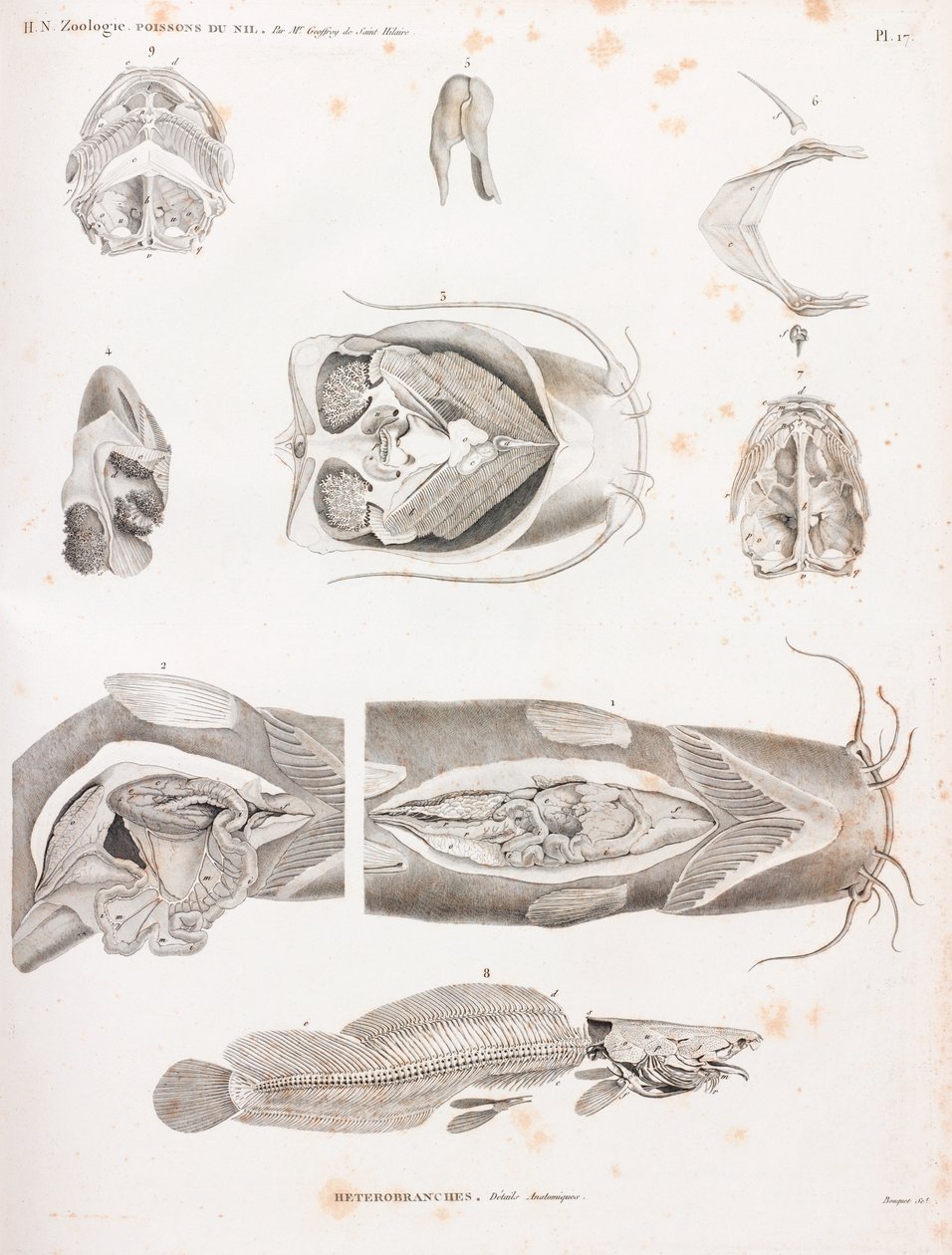 Heterobranches, anatomiska detaljer av Unbekannt