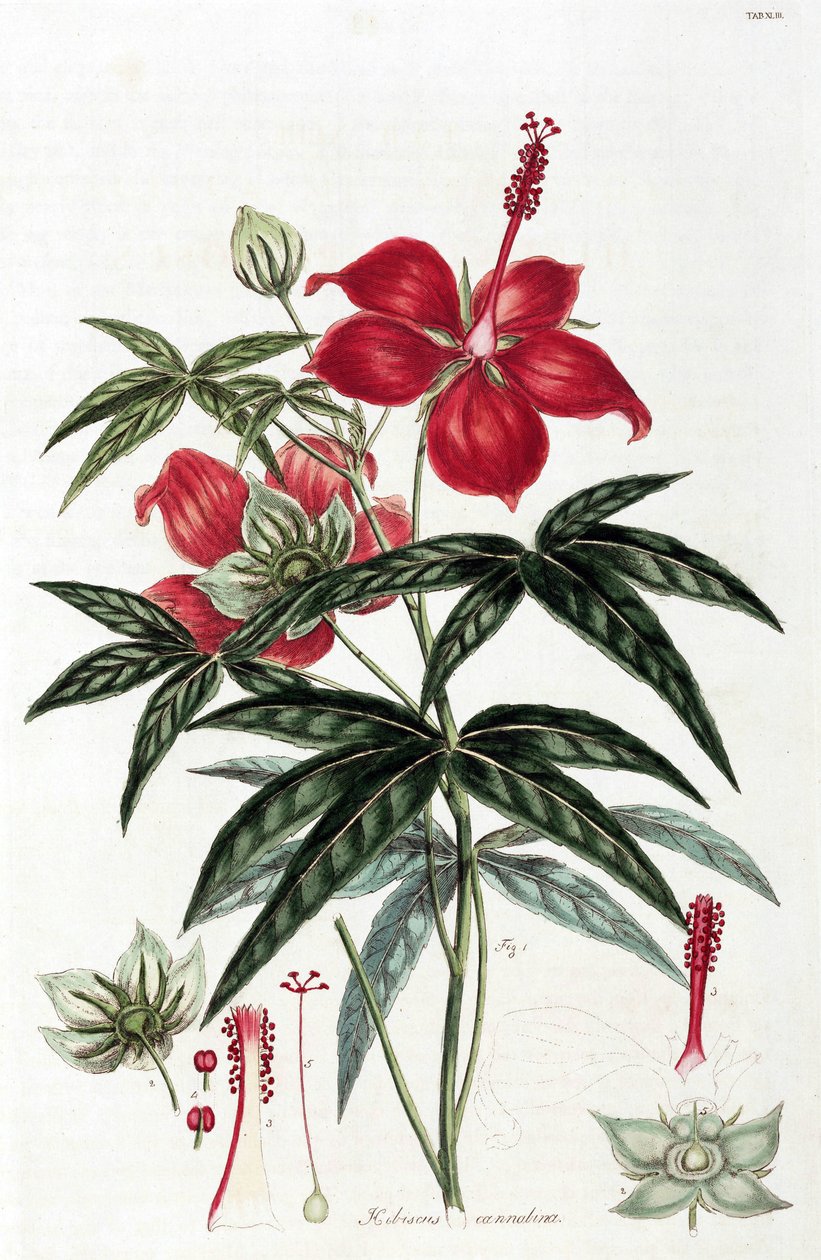 Hibiskus av Unbekannt