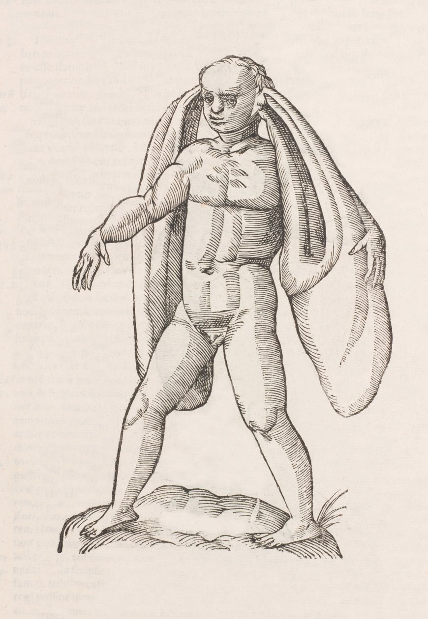 Homo fanesius auritus av Unbekannt