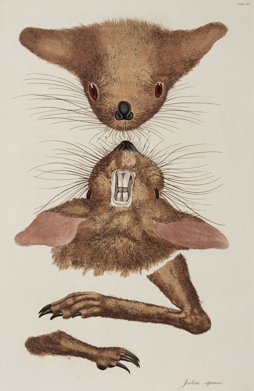 Jerboa av Unbekannter Künstler