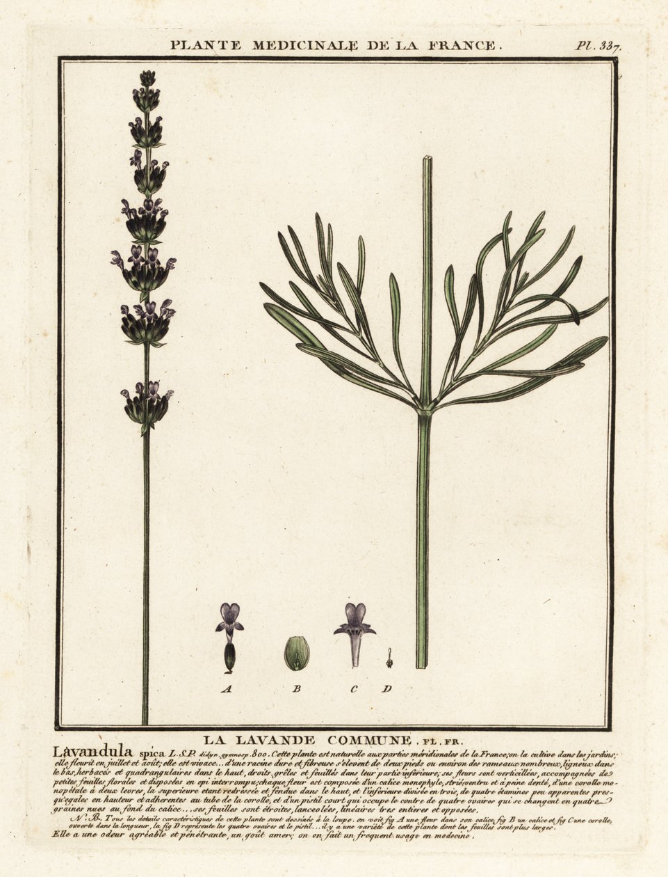 Lavendel, Lavandula angustifolia. av Unbekannter Künstler