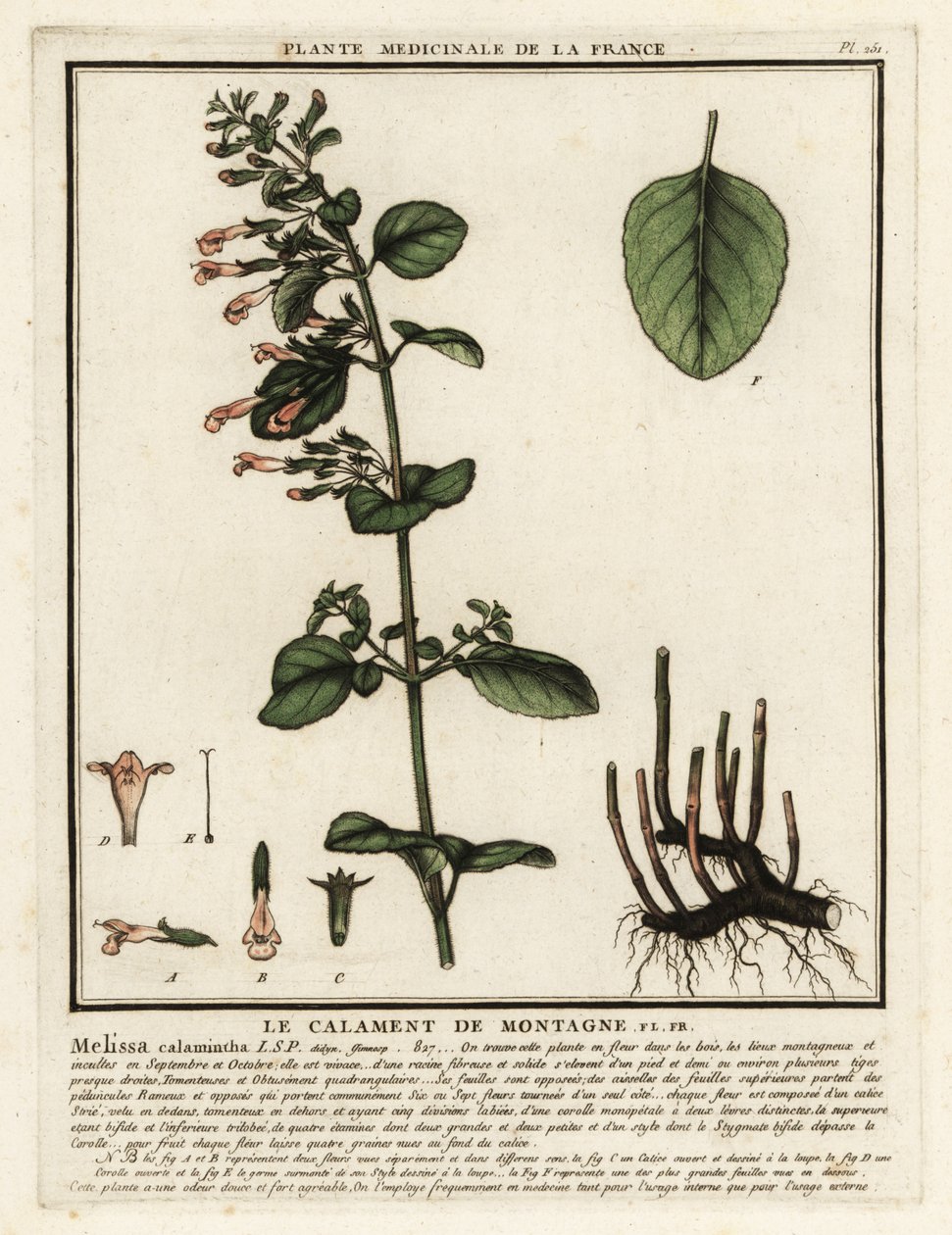 Mindre kalamin, Clinopodium nepeta. av Unbekannter Künstler