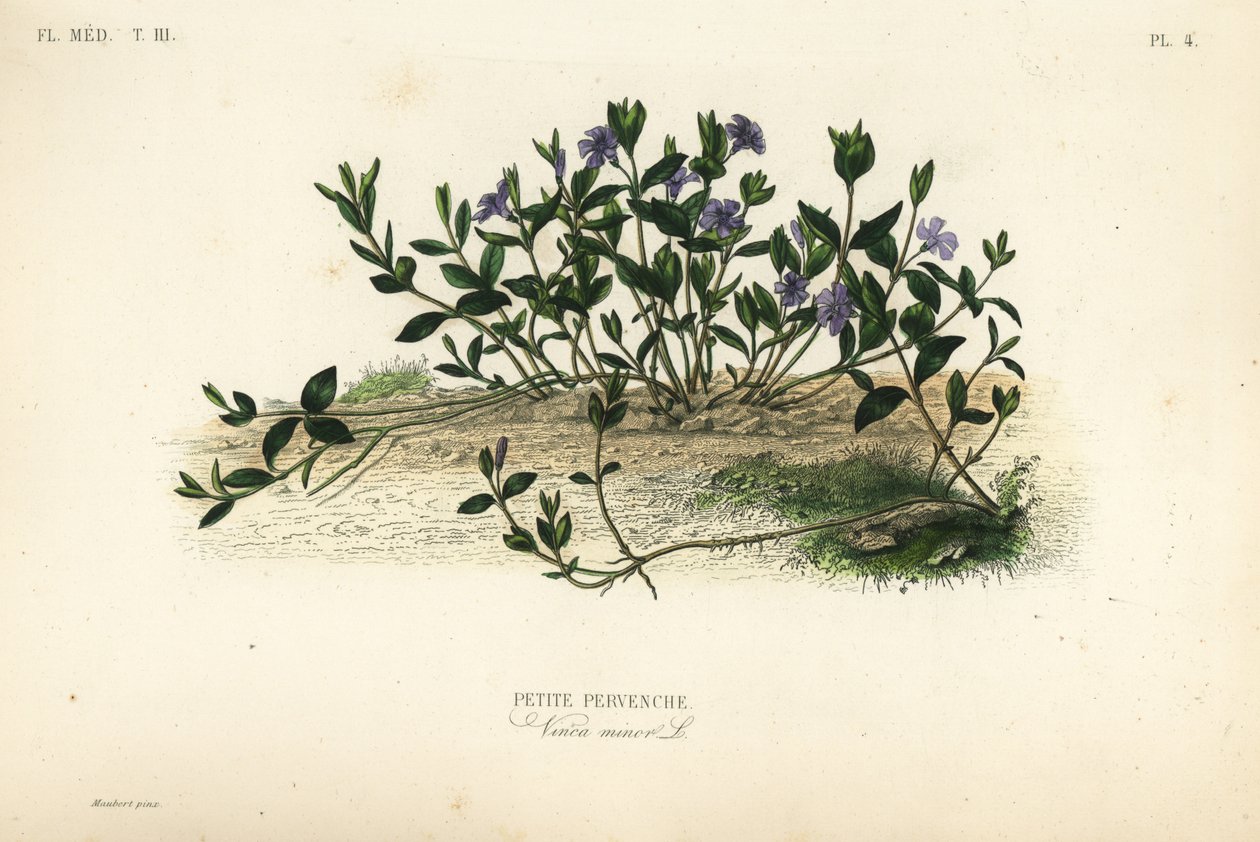 Lesser perwinkle, Vinca minor, Petite pervenche av Unbekannt