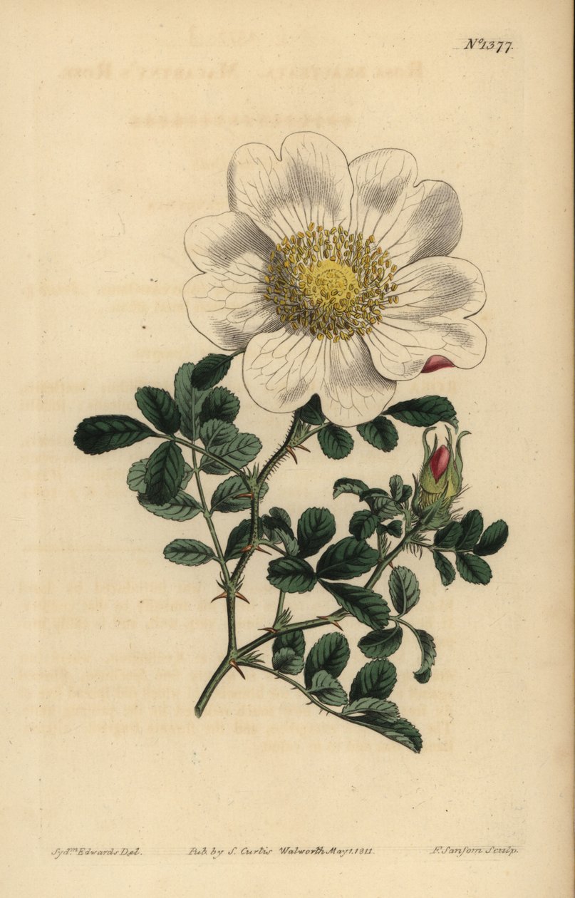 Macartneys ros, Rosa bracteata av Unbekannt