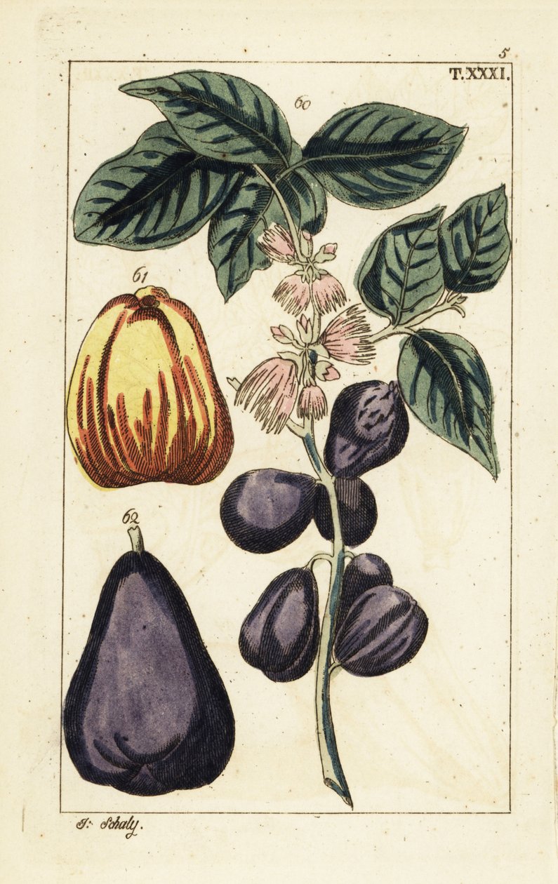 Malajiskt äpple, Syzygium malaccense. av Unbekannter Künstler