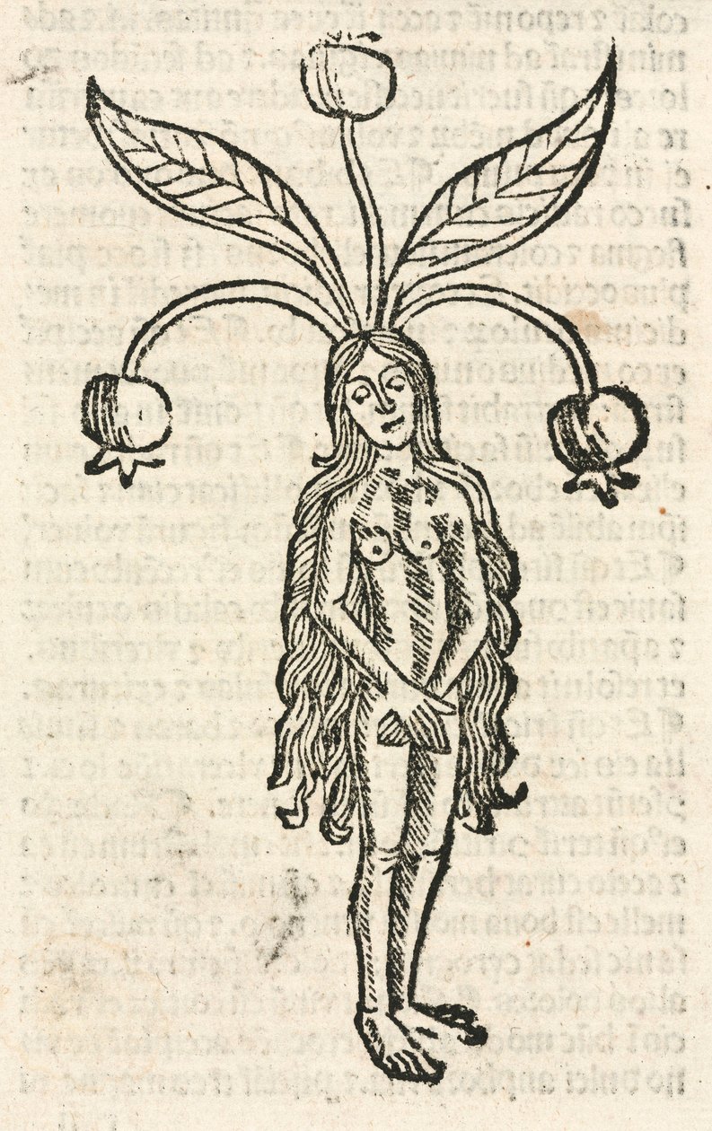 Mandrake (kvinnlig form) av Unbekannt