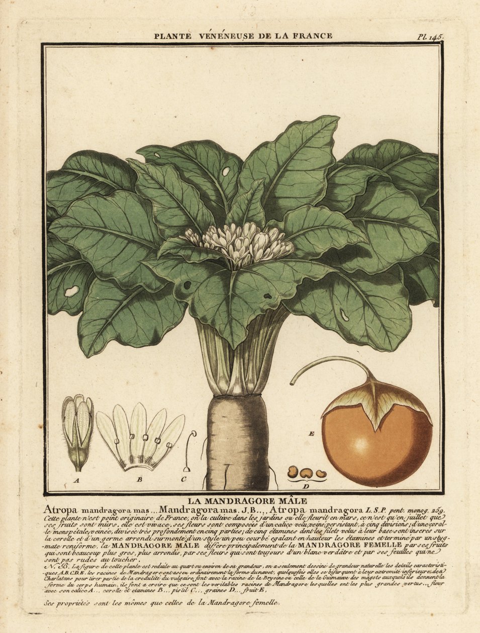 Mandrake, Mandragora officinalis. av Unbekannter Künstler