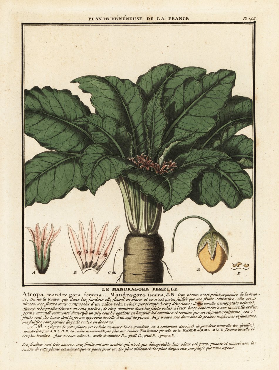 Mandrake, Mandragora officinalis. av Unbekannter Künstler