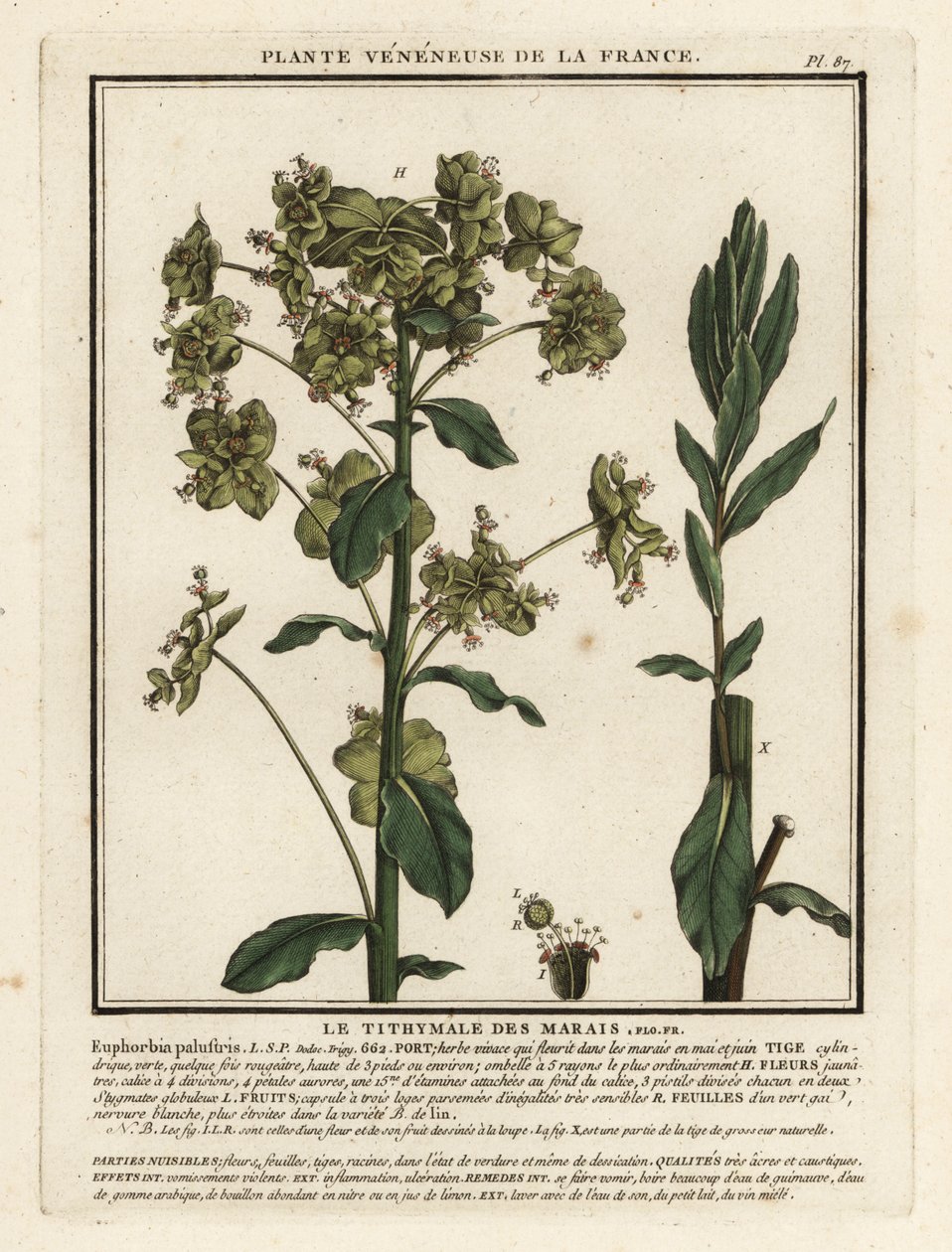 Marsh spurge, Euphorbia palustris. av Unbekannter Künstler