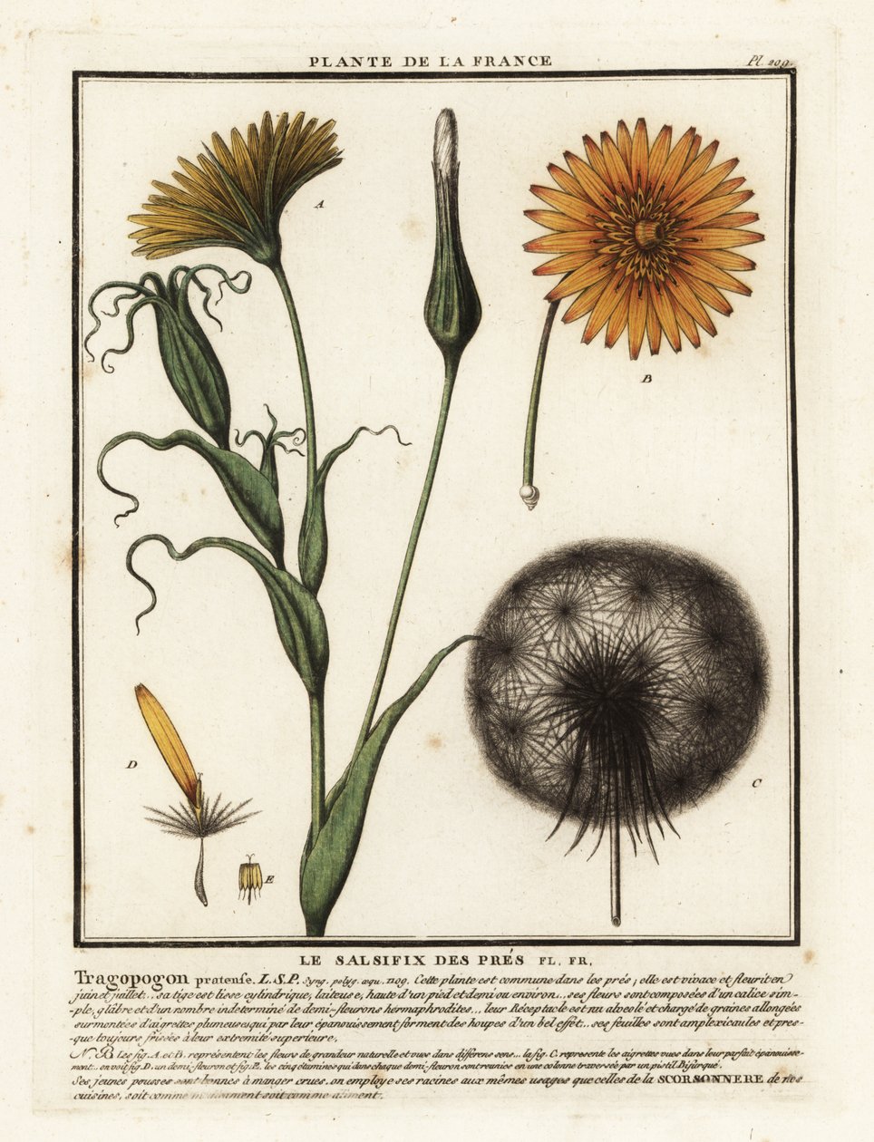 Ängssorsif, Tragopogon pratensis. av Unbekannter Künstler