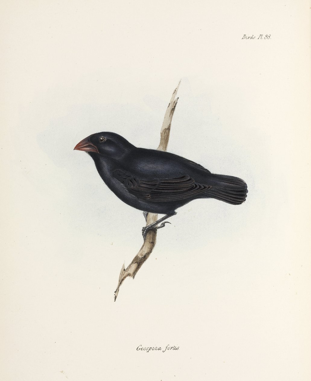 Medium Ground Finch, Galapagosöarna, c 1832-1836 av Unbekannter Künstler