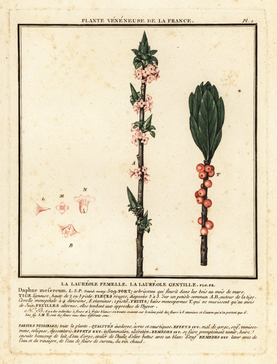 Mezereon, Daphne mezereum. av Unbekannter Künstler