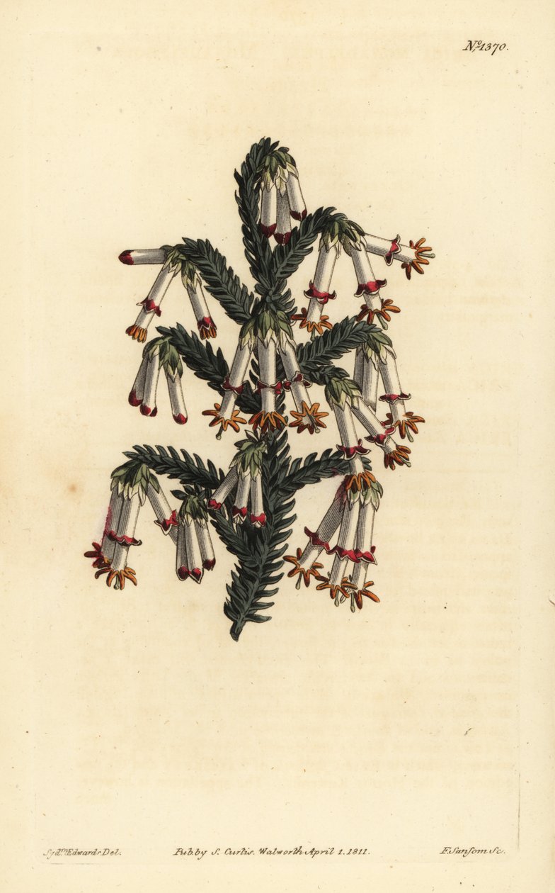 Monadelphous hed, Erica monadelpha av Unbekannt