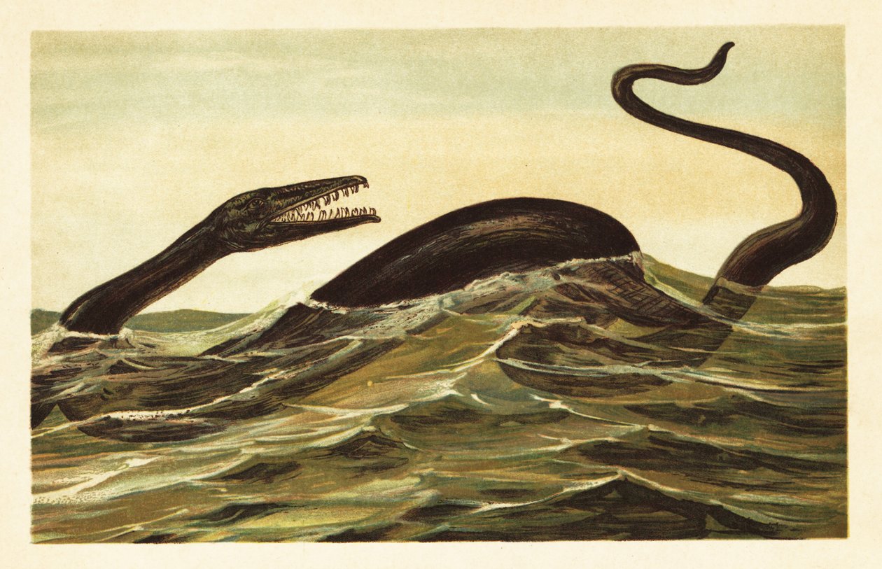 Mosasaurus hoffmannii, utdöd vattenlevande reptil.1908 (litografi) av Unbekannter Künstler