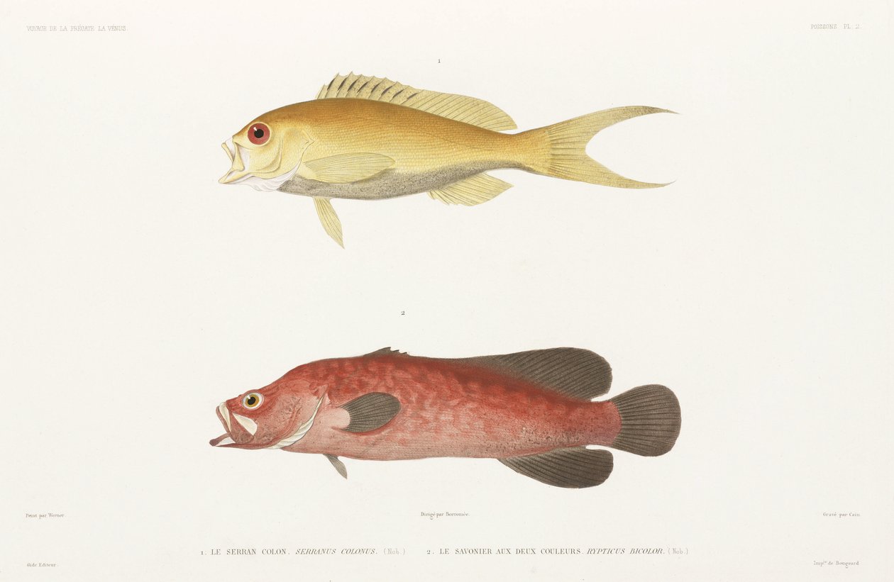 Fläckig tvålfisk och Ruby Anthias av Unbekannter Künstler