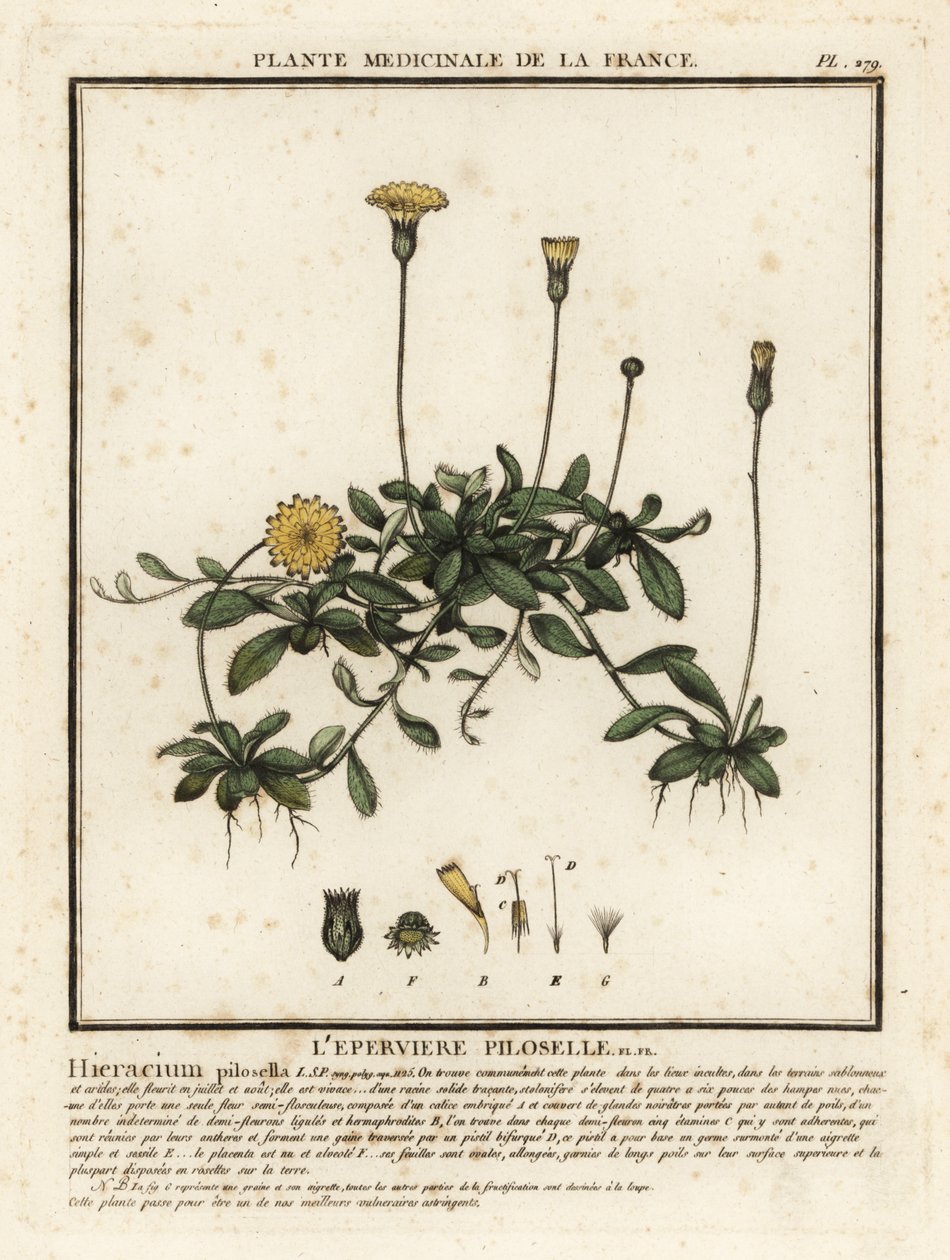 Musöra hökgräs, Pilosella officinarum. av Unbekannter Künstler