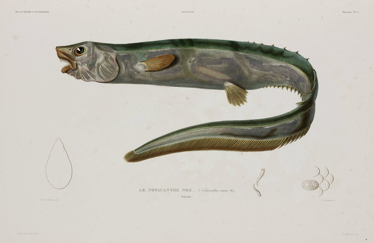 Natacanthus nasus, Island, tidigt 1800-tal av Unbekannter Künstler