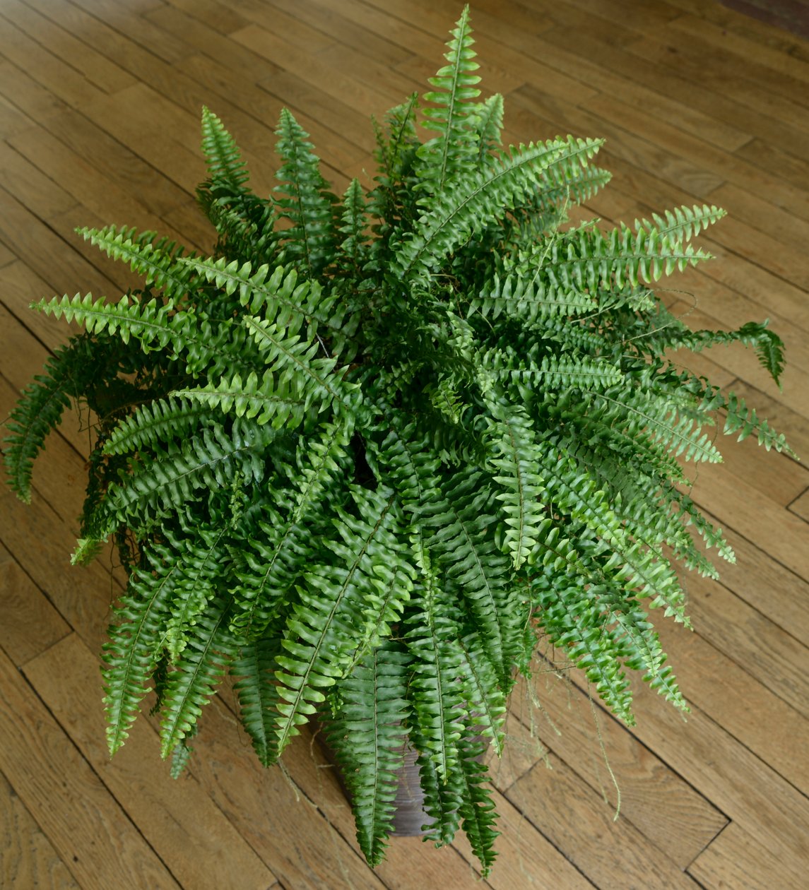Nephrolepis exaltata, ormbunke i ett hus av Benjamin Baud