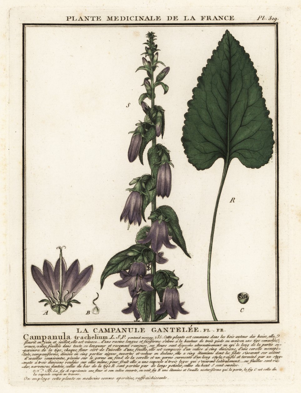 Nässelbladig klockblomma, Campanula trachelium. av Unbekannter Künstler