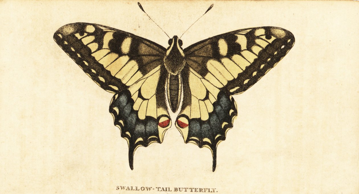 Old World swallowtail, Papilio machaon., 1800 (gravyr) av Unbekannter Künstler
