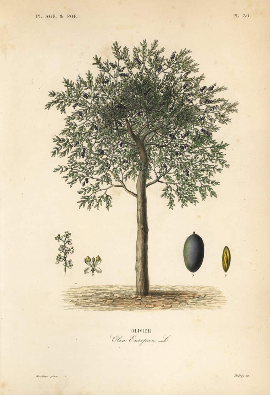 Olive tree, Olea europaea, olivier av Unbekannt