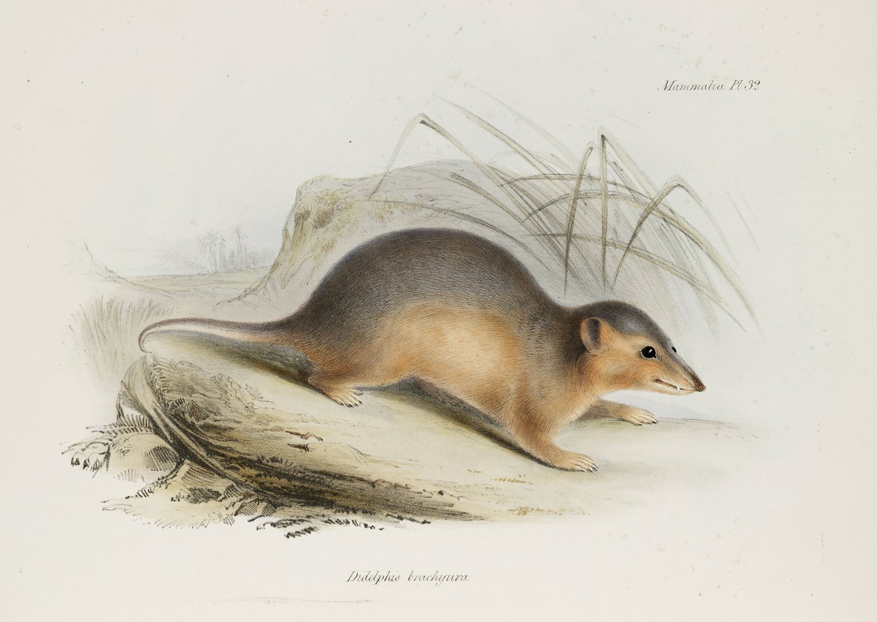 Mittemot, c 1832-1836 av Unbekannt