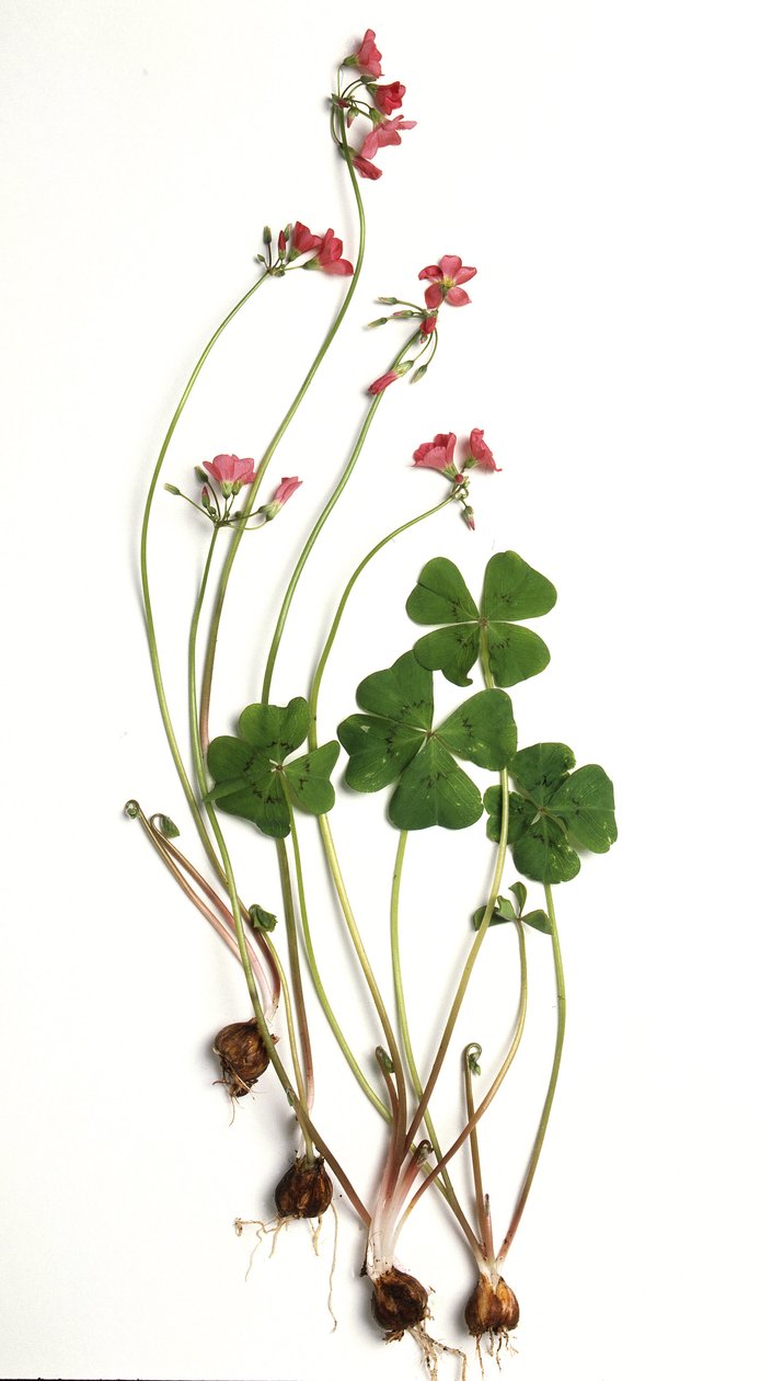 Oxalis tetraphylla/Oxalis deppei/Oxalid of Deppe av Unbekannt