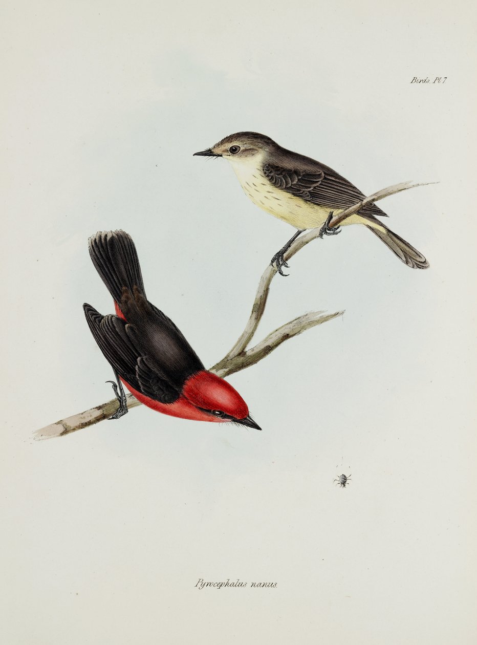 Par av fåglar, c 1832-1836 av Unbekannter Künstler