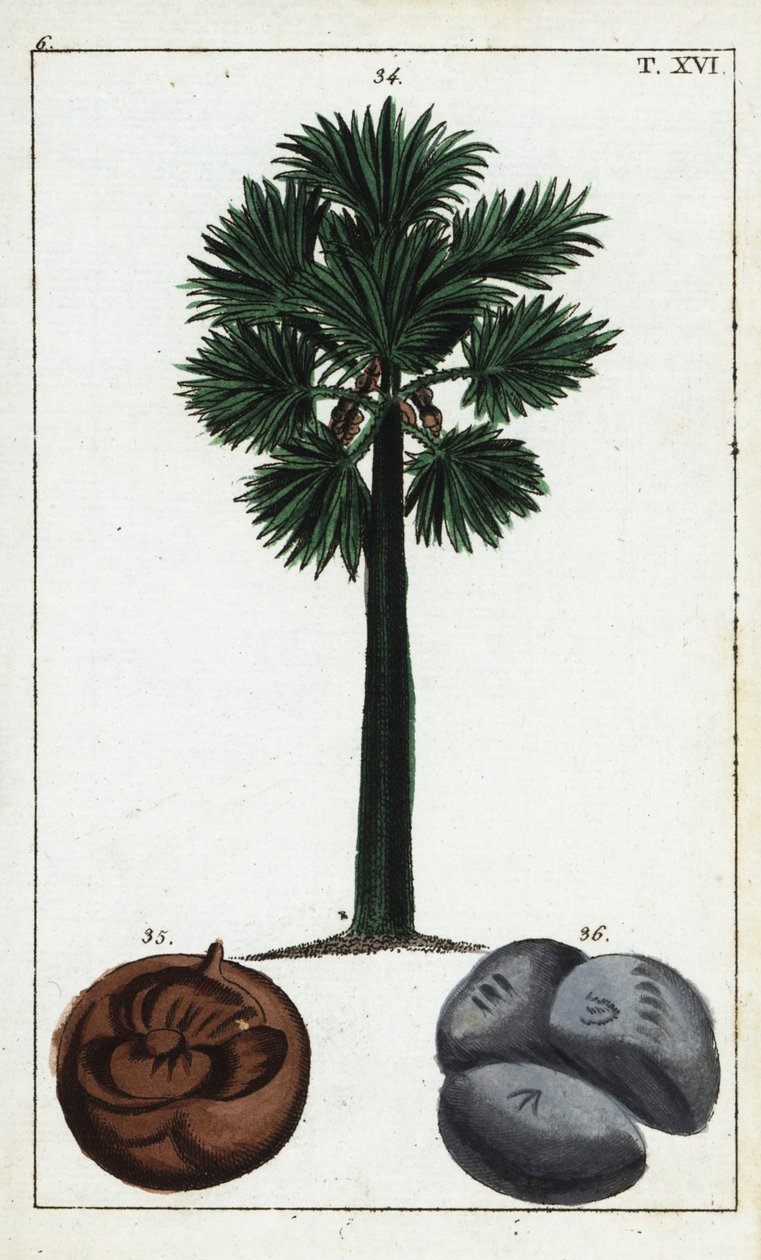 Palmyra palm, Borassus flabellifer. av Unbekannter Künstler