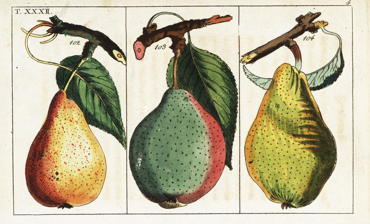 Päronsorter, Pyrus communis. av Unbekannter Künstler