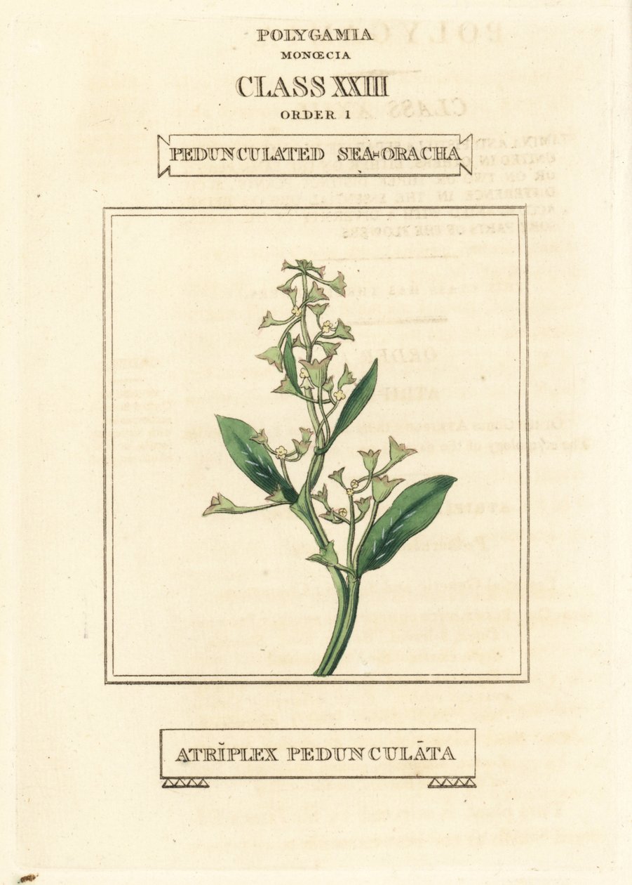 Pedunkulärt havsporslin, Atriplex pedunculata. Handkolorerat kopparstick efter en illustration av Richard Duppa från hans The Clours and Orders of the Linnaean System of Botany, Longman, Hurst, London av Unbekannter Künstler
