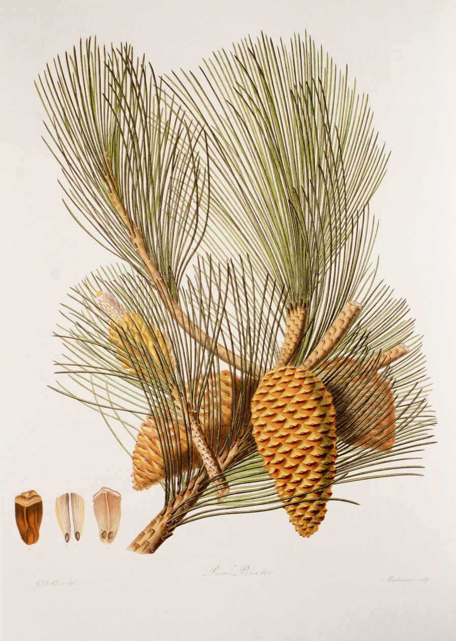 Pinus pinaster/Sea Pine/Maritime Pine av Unbekannt