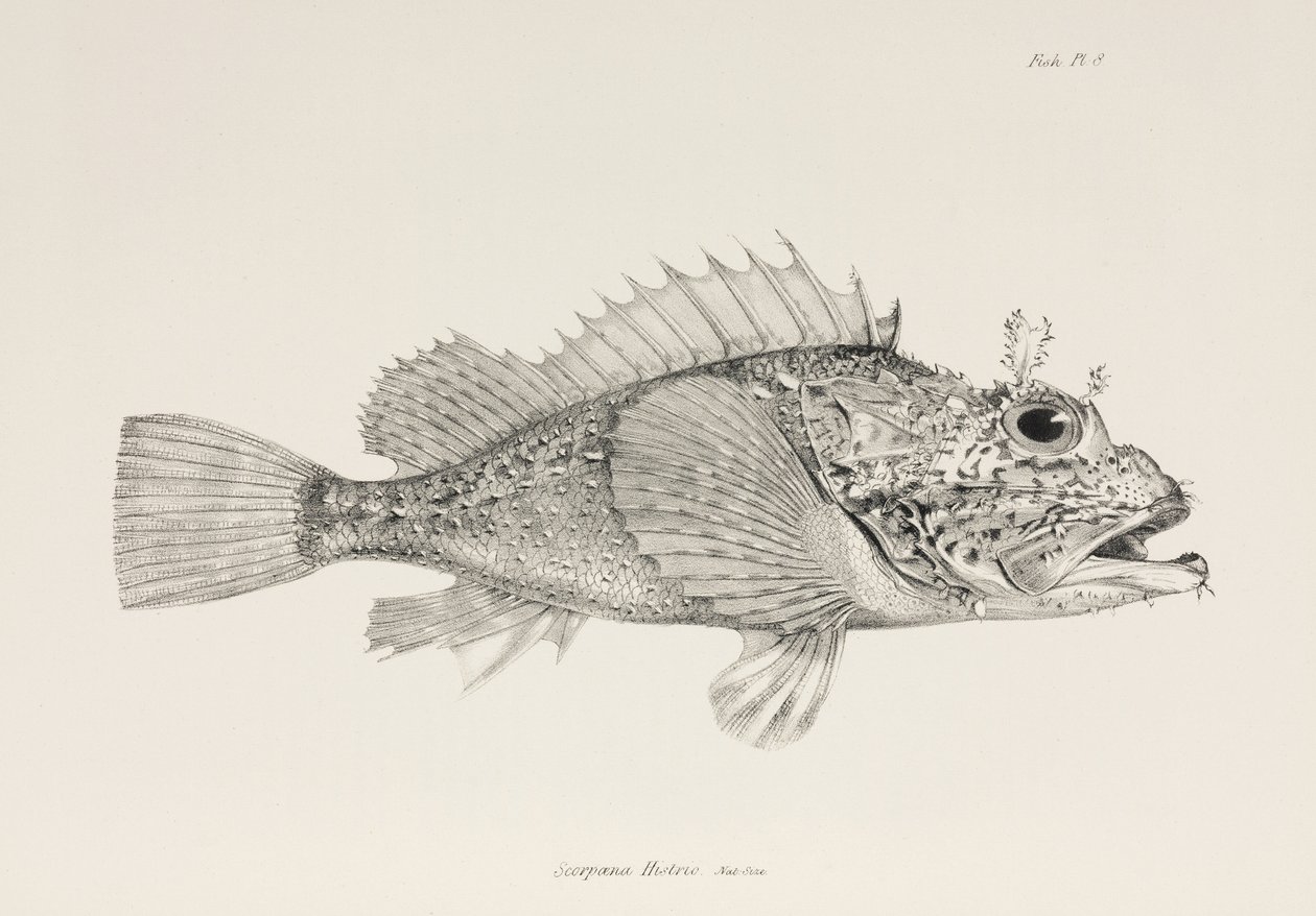 Spelare skorpionfisk, c 1832-1836 av Unbekannter Künstler
