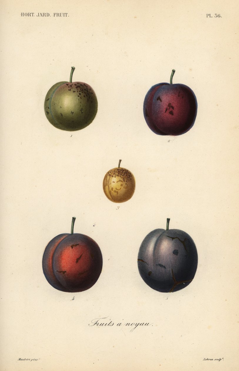 Plommon och katrinplommon, Prunus domestica av Unbekannt