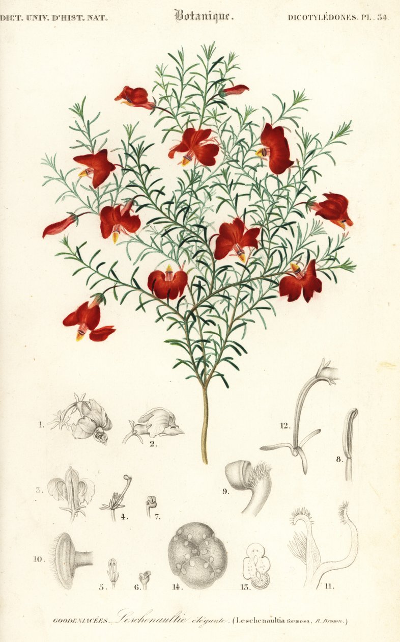 Röd leschenaultia, Leschenaultia formosa., 1849 (gravyr) av Unbekannter Künstler