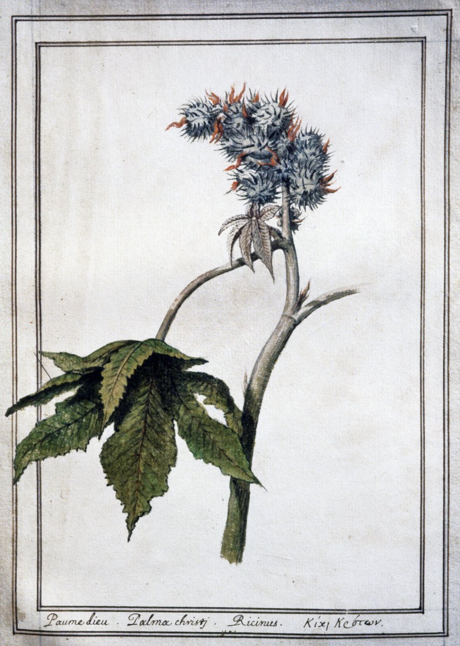 Ricinus communis av Unbekannter Künstler