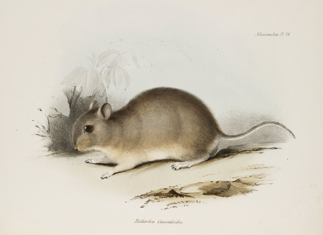 Gnagare, c 1832-1836 av Unbekannter Künstler