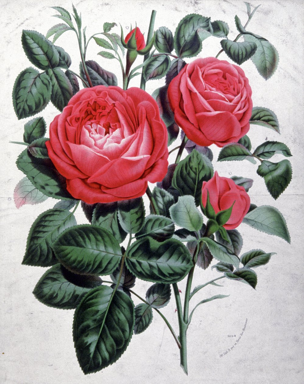 Rosor, ca 1850 (gravyr) av Unbekannter Künstler