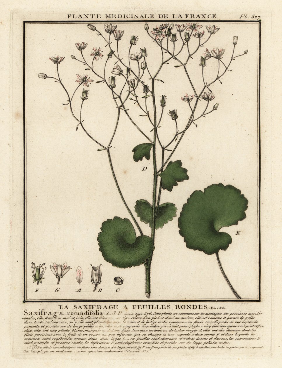 Rundbladig saxifrage, Saxifraga rotundifolia. av Unbekannter Künstler