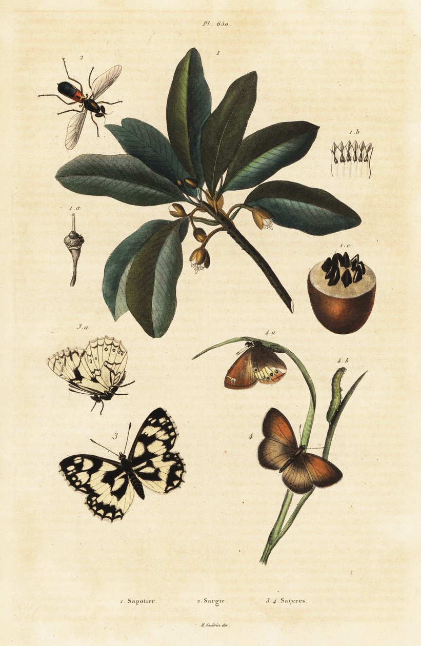 Sapodilla och nattfjärilar. av Unbekannter Künstler