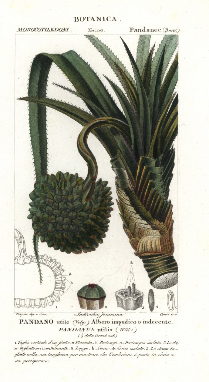 Skruvtall, Pandanus utilis av Unbekannter Künstler