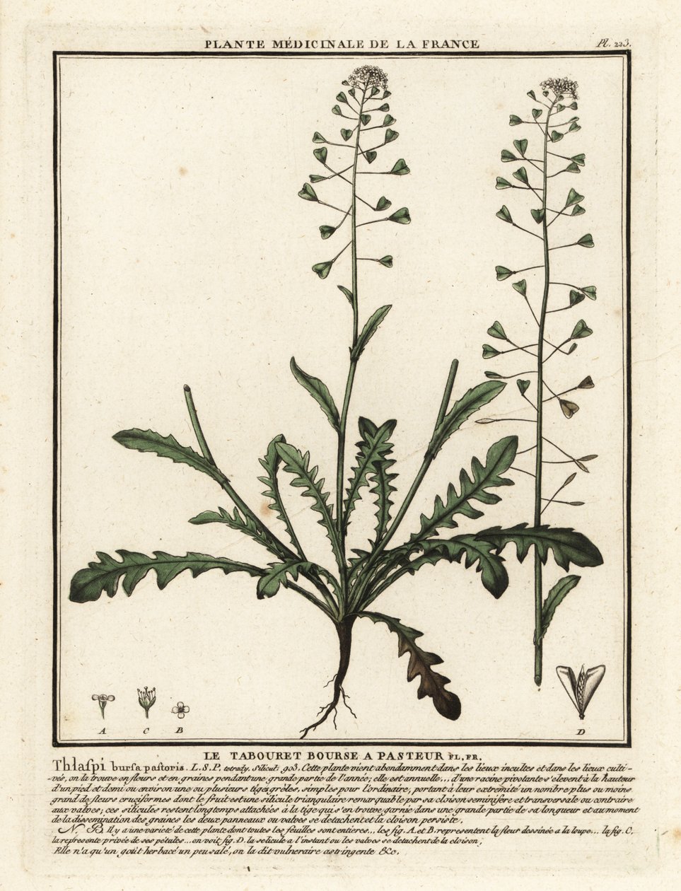 Herdeväska, Capsella bursa-pastoris. av Unbekannter Künstler