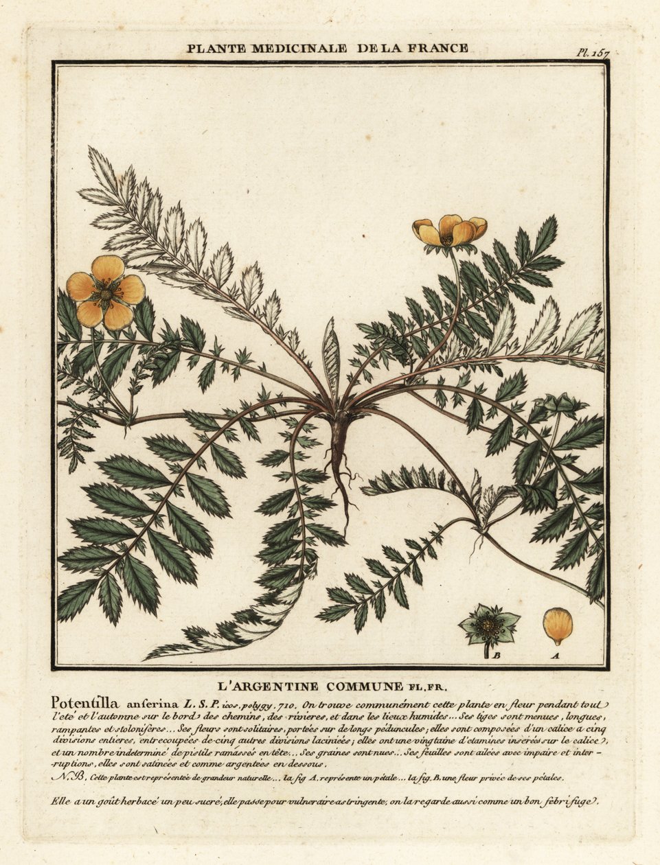 Silvergräs, Potentilla anserina. av Unbekannter Künstler